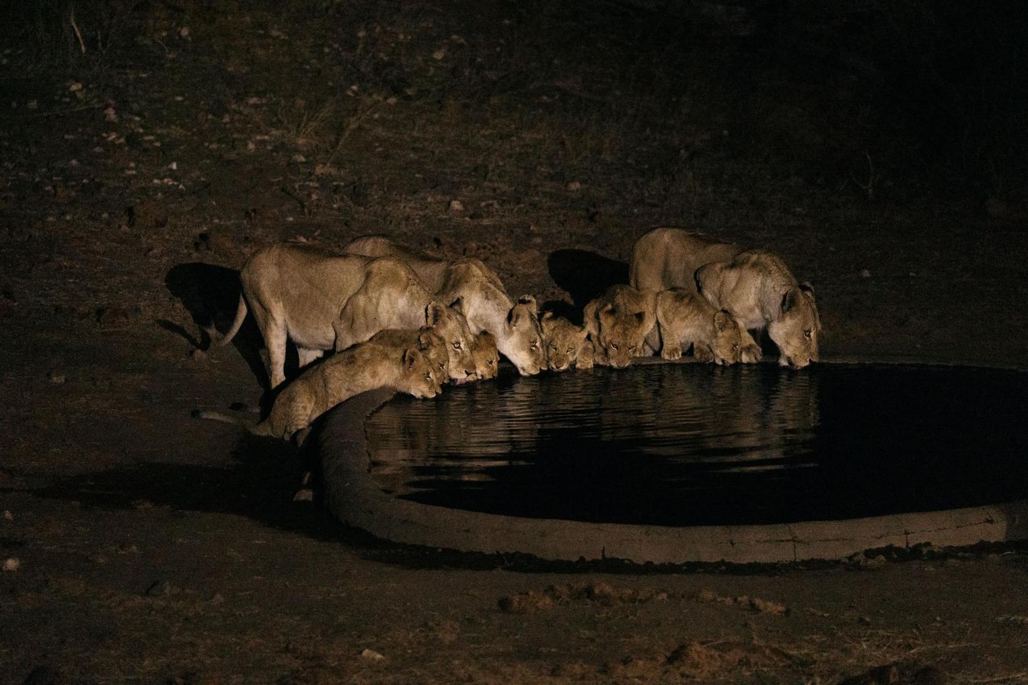 Villa Isambane Camp Balule Game Reserve Exterior foto