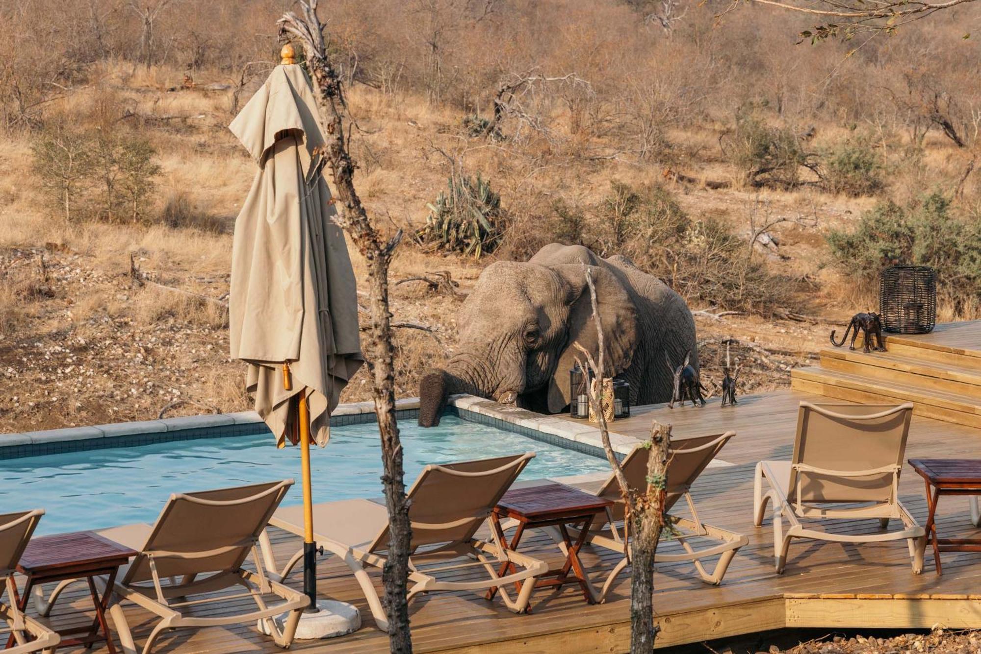 Villa Isambane Camp Balule Game Reserve Exterior foto